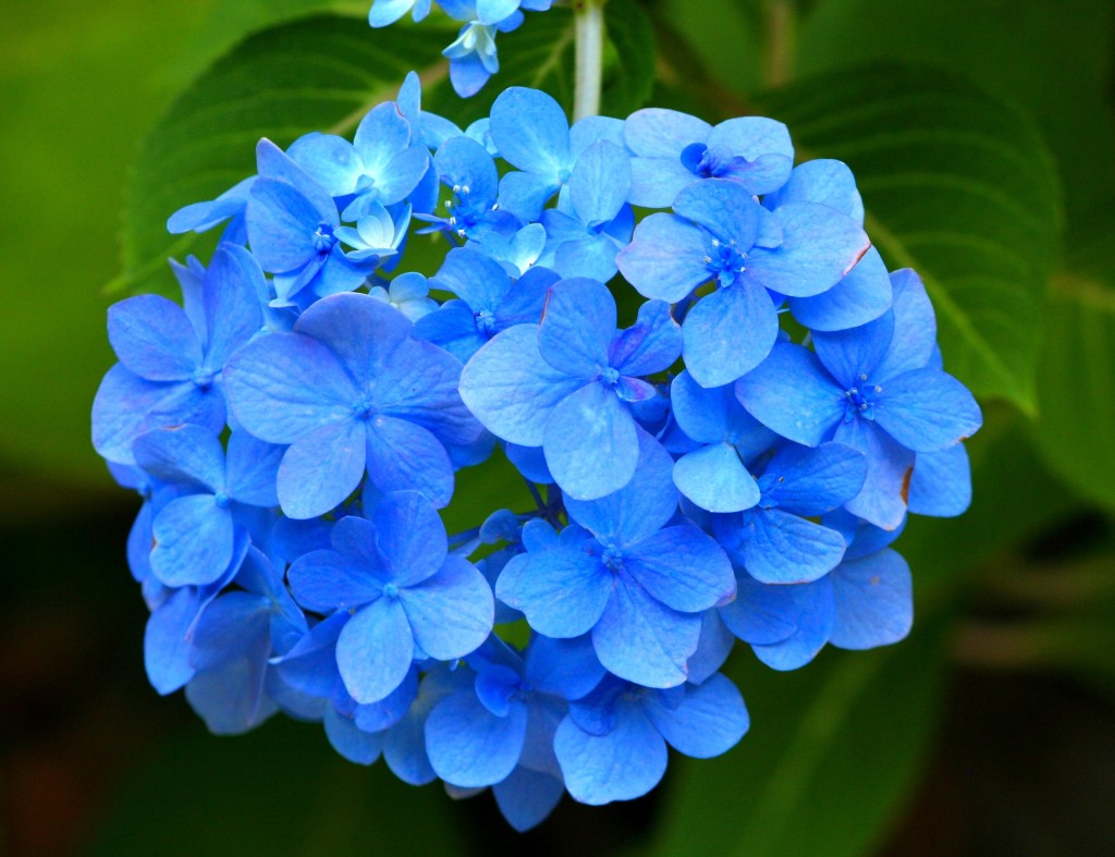 blue_hydrangea_hortensia_plant