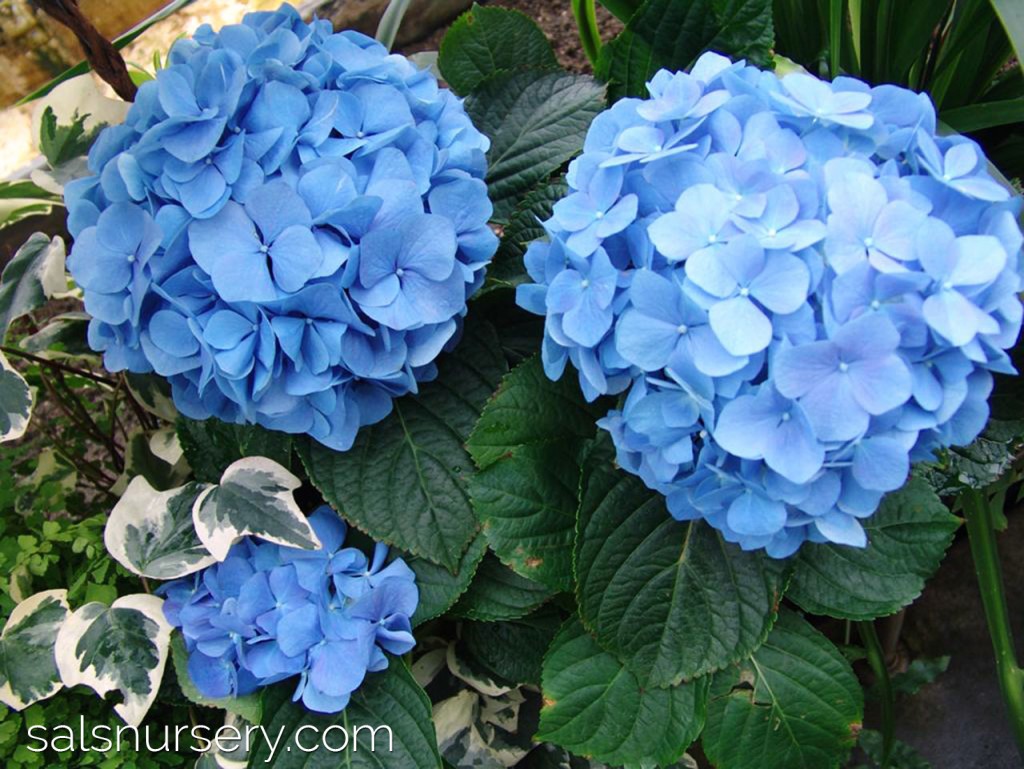 Blue Hydrangea Flower