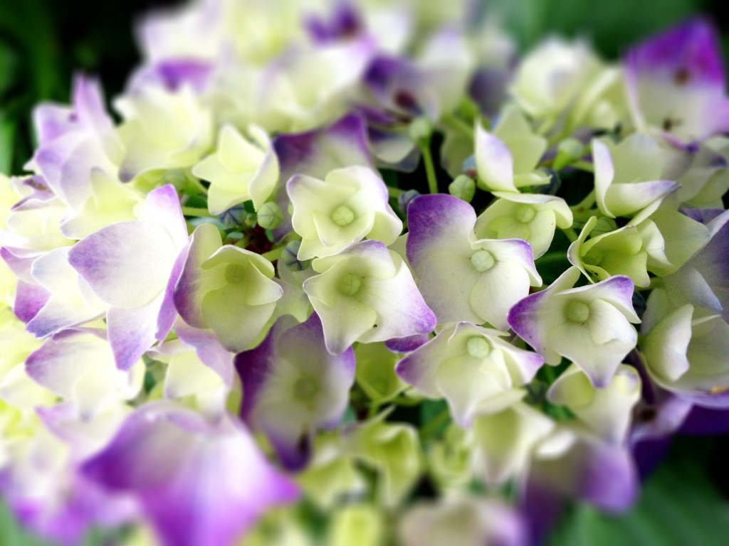 hydrangea_flowers_rainy_season