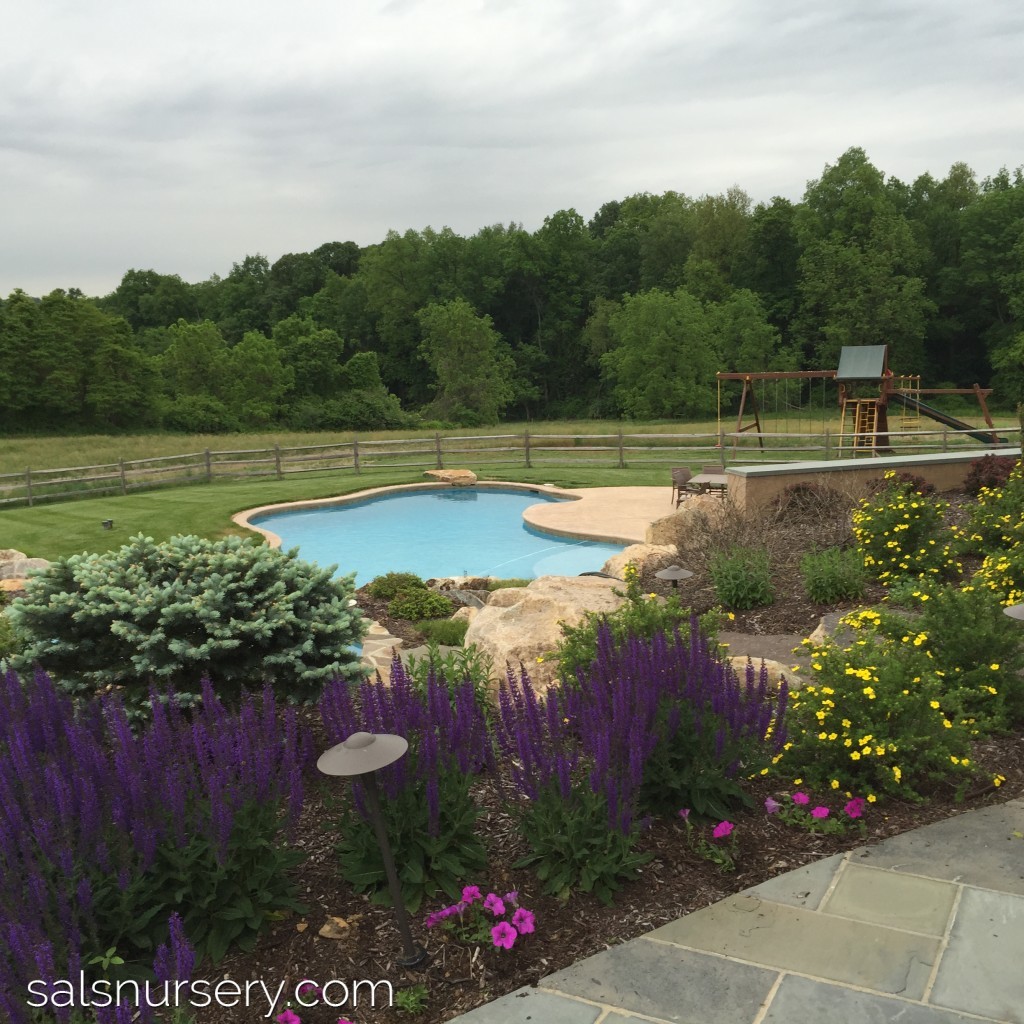 Pool with landscaping