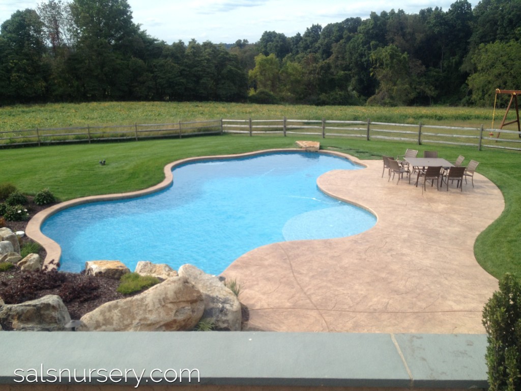 Organic Shaped pool with patio