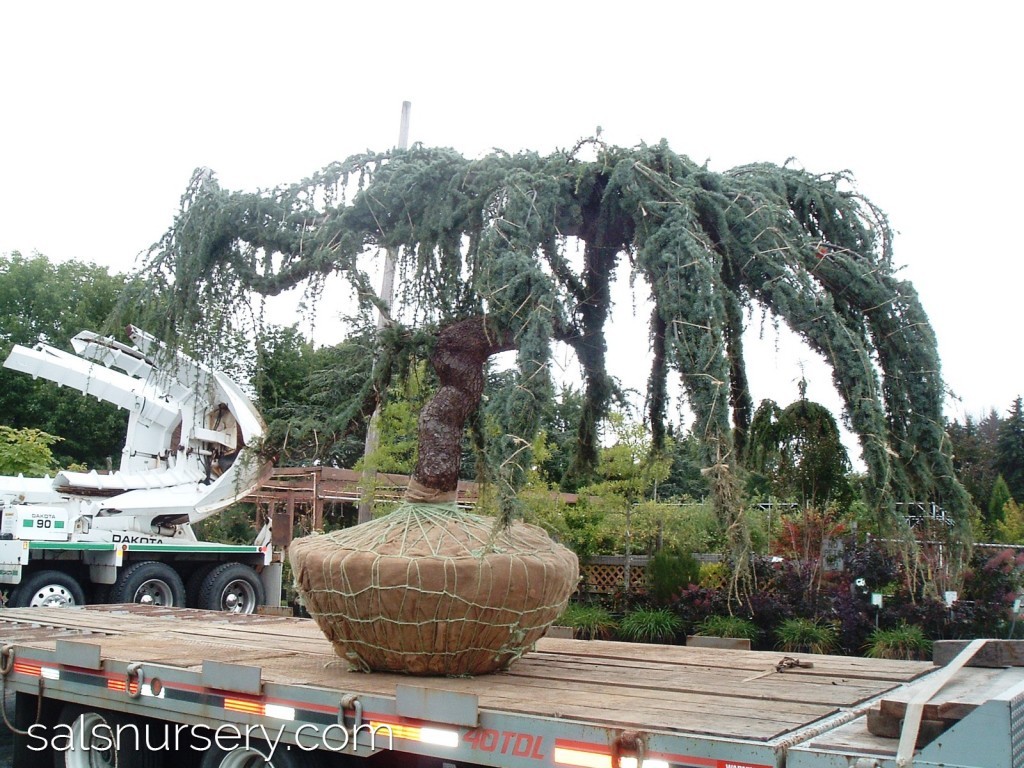 Tree being relocated