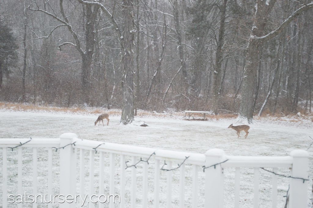 Deer grazing in a backyard in Pennsylvania